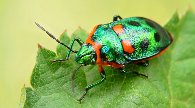 Накорми жука - спаси своё сердце!