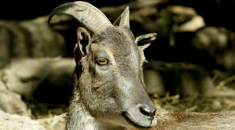 Может купить козла?