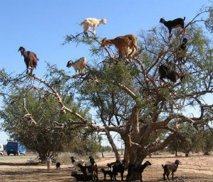 Почему козы Марокко пасутся на деревьях?