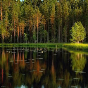 GAN - The Forest And The Tree [Single new version] (песня: фолк-рок-баллада)
